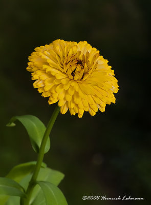 GP4859-Chrysanthemum.jpg