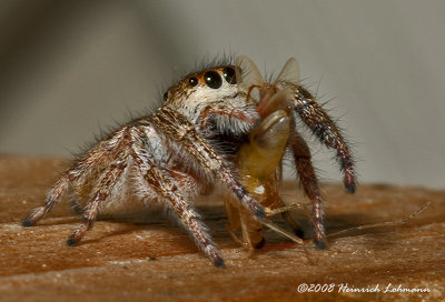 GP4792-Metaphid Jumping Spider with prey.jpg