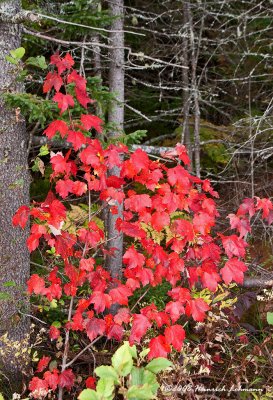 GP9570-Fall Colors.jpg