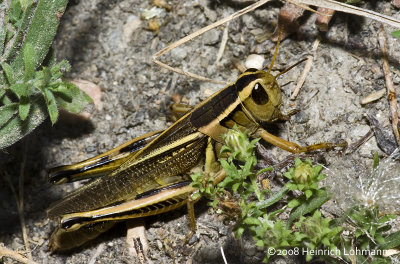 GP0591-Grasshopper.jpg
