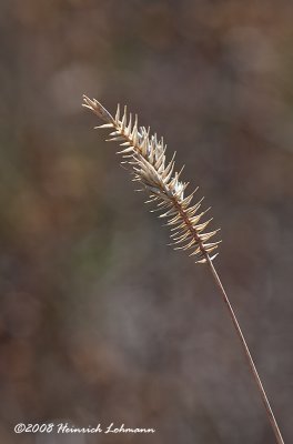GP5225-Grass Seeds.jpg