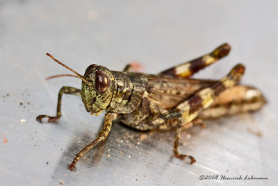 GP4417-Unidentified Grasshopper.jpg