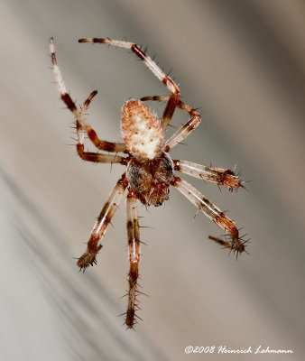 GP6658-unidentified spider.jpg