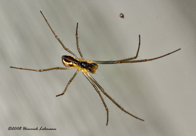 GP2462-Unidentified Spider.jpg