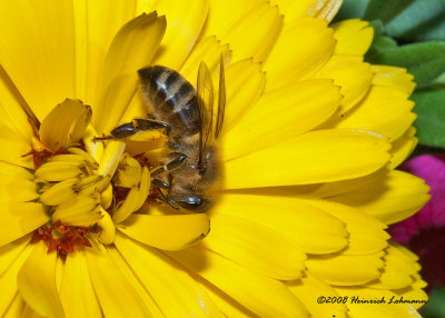 GP1878-Honey Bee.jpg