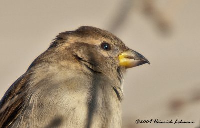 K200499-House Sparrow female.jpg
