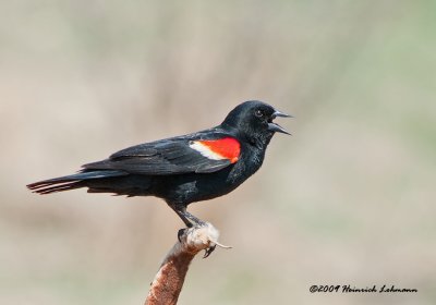 K202331-Red-wimged Blackbird.jpg