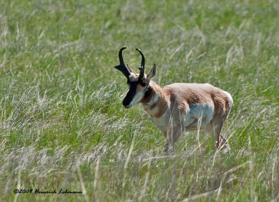 K210076-Pronghorn Antelope.jpg