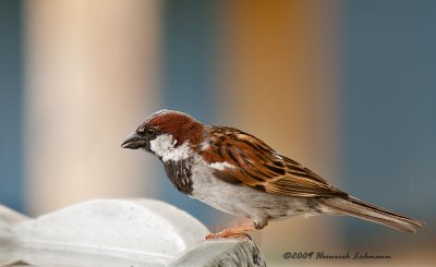 K210202-House Sparrow male.jpg