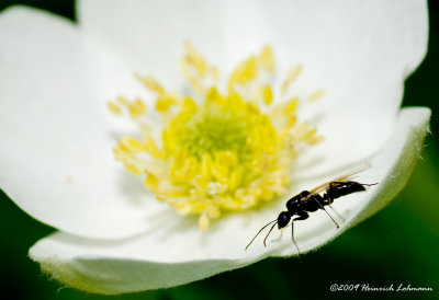 K205917-Ant.jpg