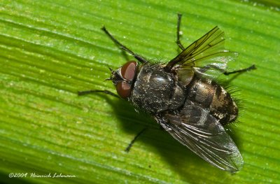 K206649-Unidentified Fly.jpg