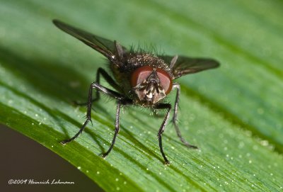 K206659-Unidentified Fly.jpg