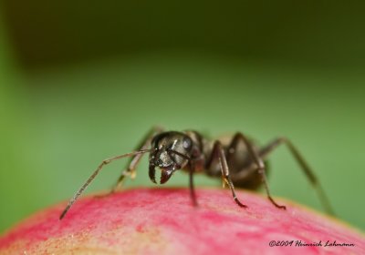 K206702-Ant on peonie.jpg