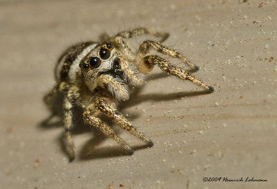 K207262-Jumping Spider.jpg