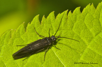 K209127-Unidentified insect.jpg