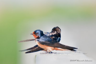 K209380-Barn Swallows.jpg