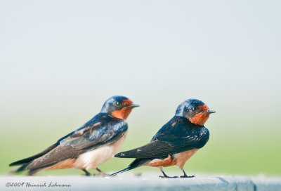 K209382-Barn Swallows.jpg