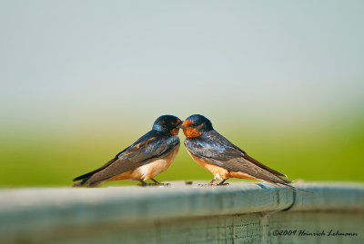 K209384-Barn Swallows.jpg