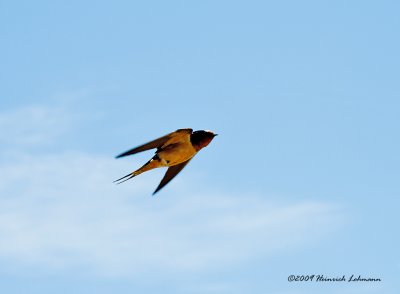 K209813-Barn Swallow.jpg