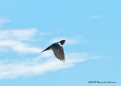K209849-Barn Swallows.jpg