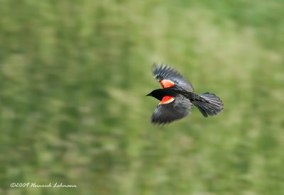 K209725a-Red-winged Blackbird male.jpg