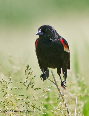 K209629-Red-winged Blackbird male.jpg