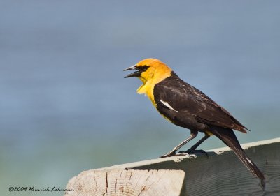K209883-Yellow-headed Blackbird.jpg