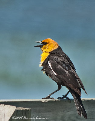 K209865-Yellow-headed Blackbird.jpg