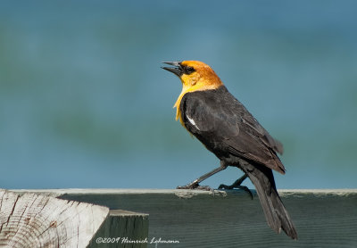 K209870-Yellow-headed Blackbird.jpg