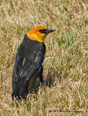 K209891-Yellow-headed Blackbird.jpg