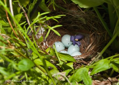 K211081-House Finch Nest.jpg