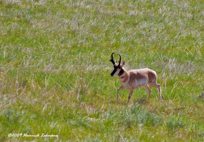 K210068-Pronghorn Antelope.jpg