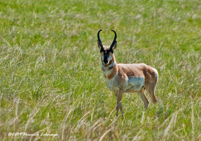 K210073-Pronghorn Antelope.jpg