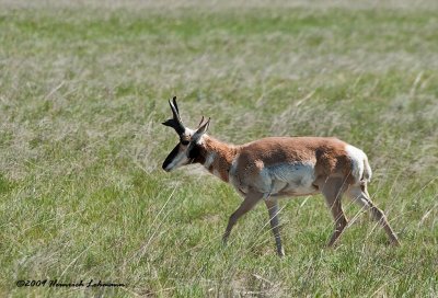 K210092-Pronghorn Antelope.jpg