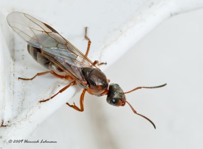 K214207-Carpenter ant (winged queen).jpg