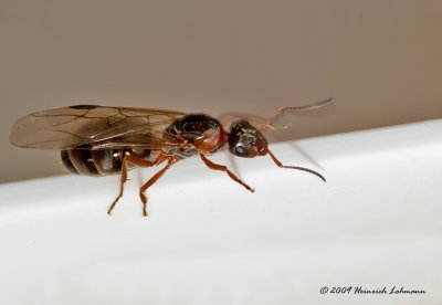 K214210-Carpenter ant (winged queen).jpg
