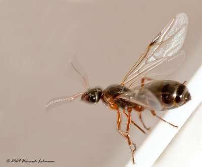 K214212-Carpenter ant (winged queen).jpg