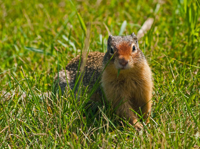 K212492-Ground Squirrel.jpg