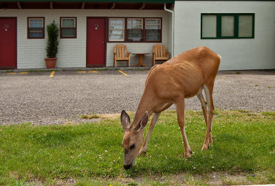 K211460-Deer in Waterton Townsite.jpg