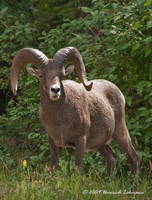 K214507-Bighorn Sheep.jpg