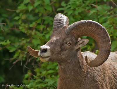 K214496-Bighorn Sheep.jpg