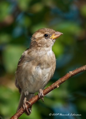 K214752-House Sparrow juvenile.jpg