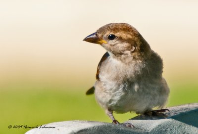 K214768-House Sparrow juvenile.jpg