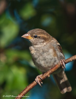 K214801-House Sparrow juvenile.jpg