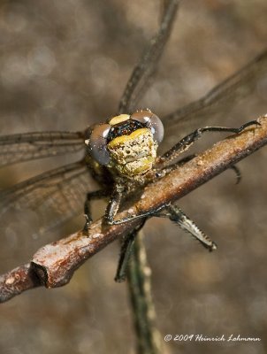 K208188-Dragonfly.jpg