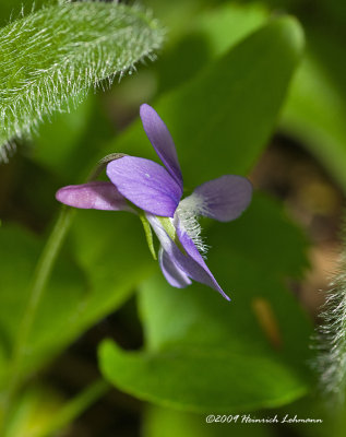 K208972-Unidentified tiny wildflower.jpg