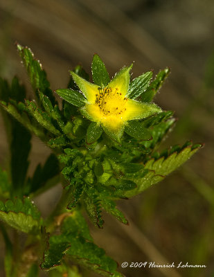 K208501-Unidentified wildflower.jpg