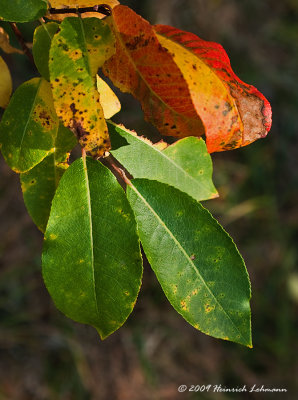 K217270-Fall Leaves.jpg