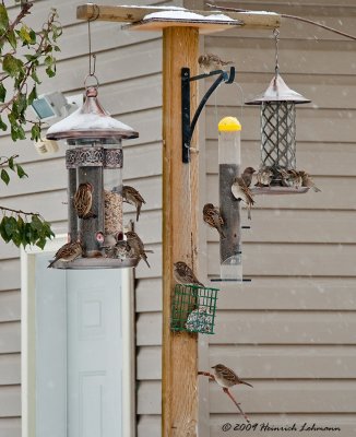 K217516-Bird feeders.jpg