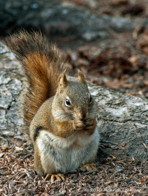 K224200-Squirrel.jpg